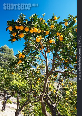
                Orangenbaum                   