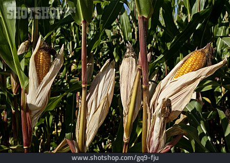 
                Maiskolben, Maispflanze                   