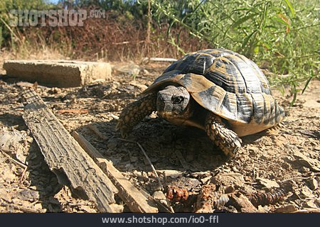 
                Landschildkröte, Griechische Landschildkröte                   