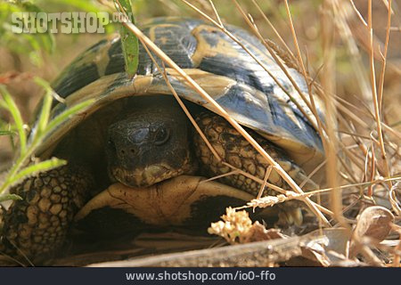 
                Landschildkröte, Griechische Landschildkröte                   