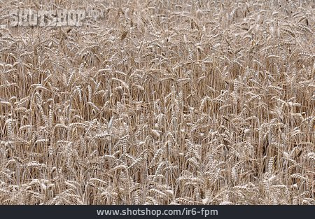 
                Getreide, Gerstenfeld                   