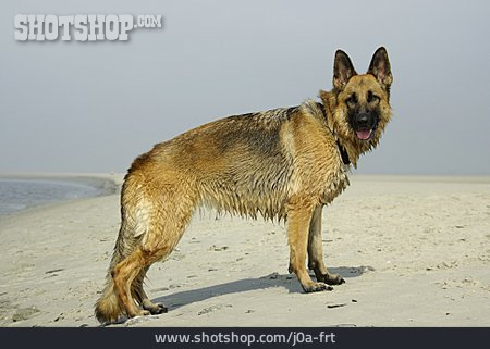 
                Deutscher Schäferhund                   