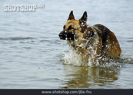 
                Spielen, Nordsee, Deutscher Schäferhund                   