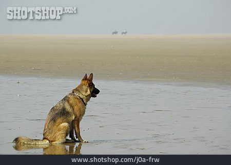 
                Strand, Nordsee, Deutscher Schäferhund                   