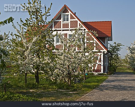 
                Kirschblüte, Altes Land                   