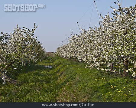 
                Kirschblüte, Kirschbaum, Obstplantage, Kirschbaumplantage                   