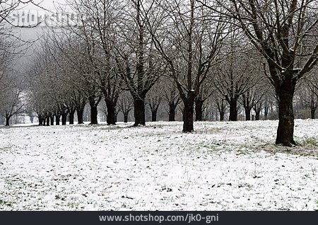 
                Winterlich, Obstbaumplantage                   
