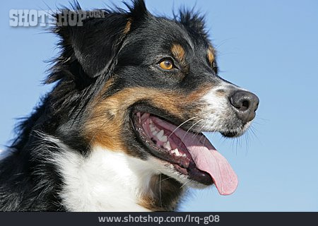 
                Hund, Tierporträt, Australian Shepherd                   
