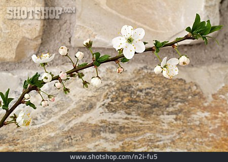 
                Kirschblüte, Kirschzweig                   