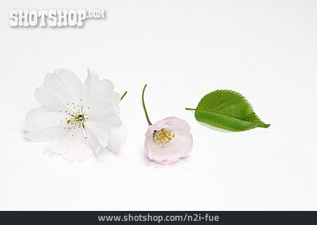 
                Kirschblüte, Prunus                   