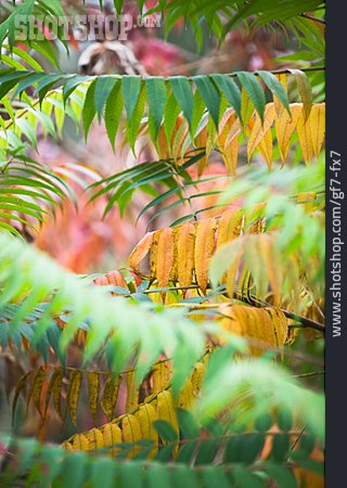
                Herbst, Essigbaum, Blattfärbung                   