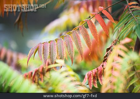 
                Herbstlich, Herbstfärbung, Essigbaum                   