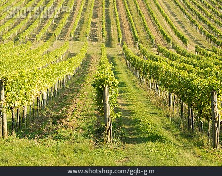 
                Weinberg, Weinanbau, Weinanbaugebiet                   