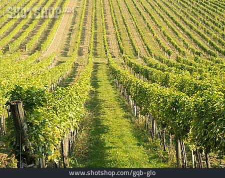 
                Weinanbau, Weinanbaugebiet                   