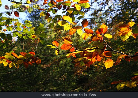 
                Herbst, Blätterdach                   