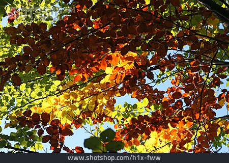 
                Herbst, Blätterdach                   