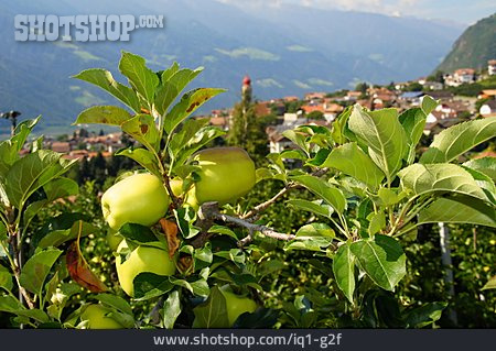 
                Vinschgau, Apfelanbau                   