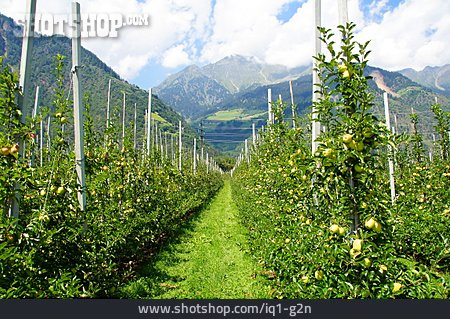 
                Südtirol, Obstanbau, Apfelplantage, Texelgruppe                   