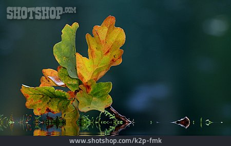 
                Herbst, Herbstlich, Eichenblatt                   