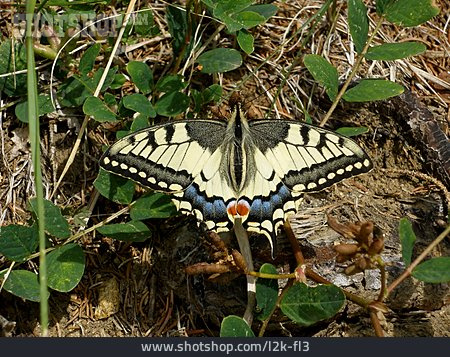 
                Common Yellow Swallowtail                   