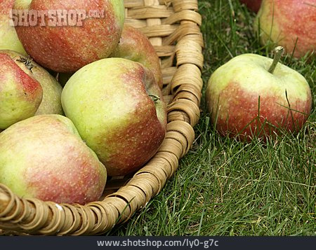 
                Apfel, Apfelernte, Apfelkorb                   