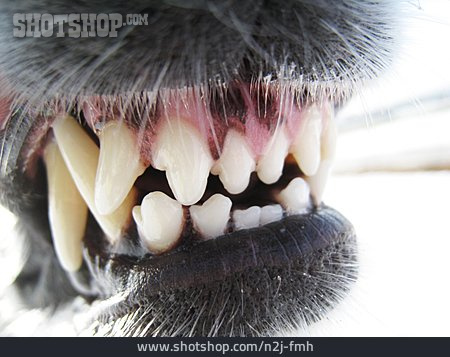 
                Zahn, Hundegebiss                   