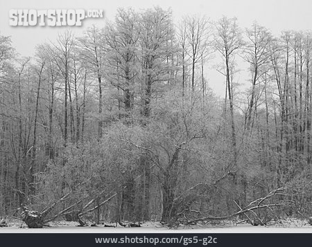 
                Baum, Winter, Winterlandschaft, Rauhreif                   