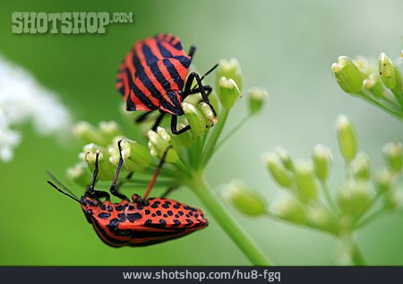 
                Beetle, Bedbug, Fire Bug                   