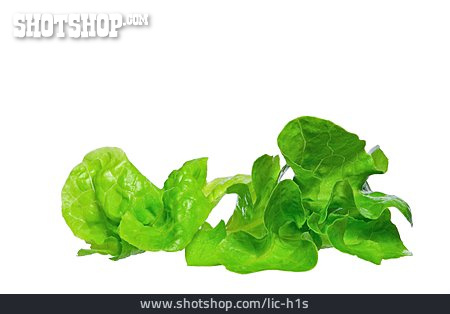 
                Salatblatt, Kopfsalat                   