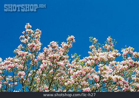 
                Magnolie, Magnolienbaum, Magnolienblüte                   