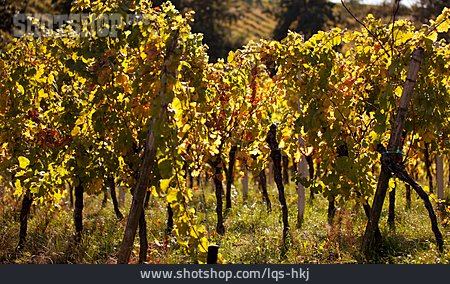 
                Herbst, Weinberg, Weinreben, Weinanbau                   
