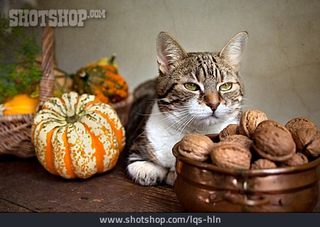 
                Cat, Autumn, Squash                   