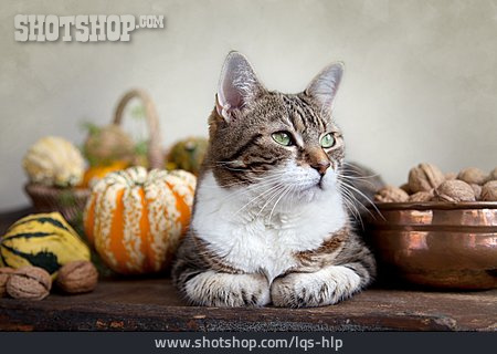 
                Katze, Zierkürbis, Herbstdekoration                   