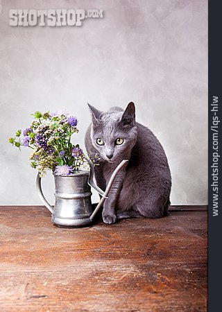 
                Katze, Blumenstrauß, Russisch Blau                   