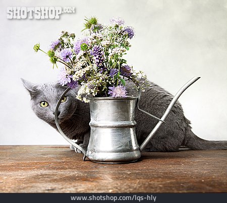 
                Katze, Verstecken, Blumenstrauß, Gießkanne                   
