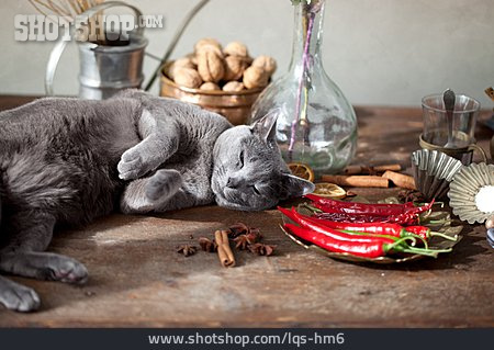 
                Katze, Küchentisch                   