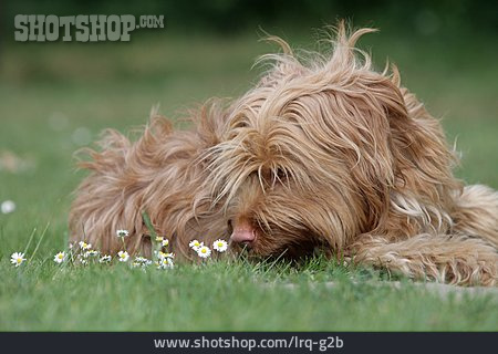 
                Hund, Spanischer Wasserhund                   