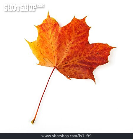 
                Herbst, Ahornblatt, Blattfärbung                   