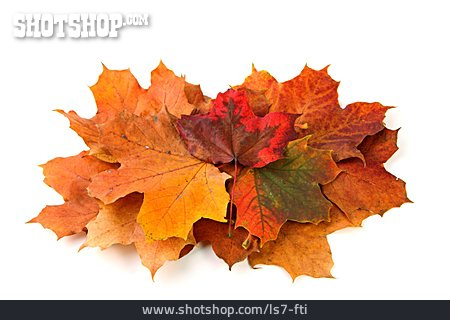 
                Herbst, Ahornblatt, Laubhaufen                   