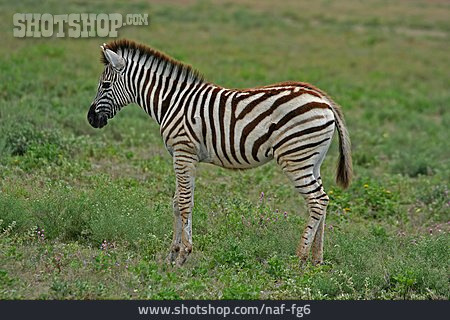 
                Zebra, Zebrafohlen                   