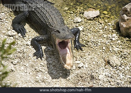 
                Alligator                   