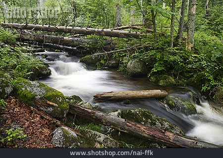 
                Wildbach, Nationalpark Bayerischer Wald                   