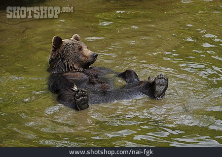 
                Bear, Brown Bear                   