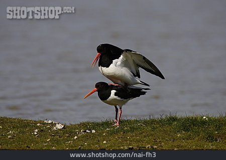 
                Wasservogel, Paarung, Austernfischer                   