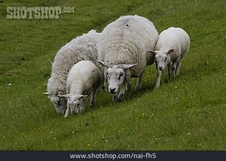 
                Tierfamilie, Schaf                   