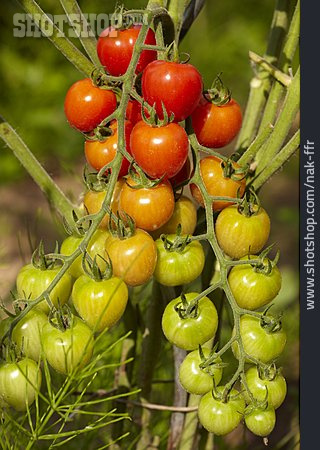 
                Tomatenrispe, Tomatenpflanze                   