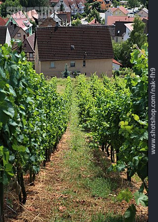 
                Weinberg, Weinanbaugebiet, Erlenbach                   