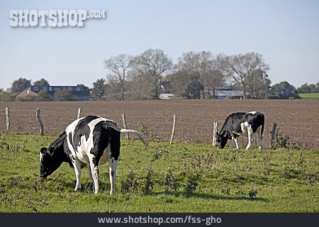 
                Kuh, Rind, Fleckvieh, Schwarzbunt, Holstein-rind                   