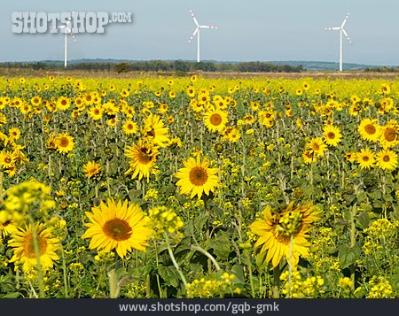 
                ökostrom, Windkraftanlage, Sonnenblumenfeld                   