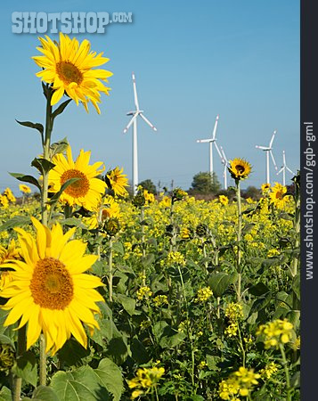 
                Windenergie, Sonnenblumenfeld, Regenerative Energie                   
